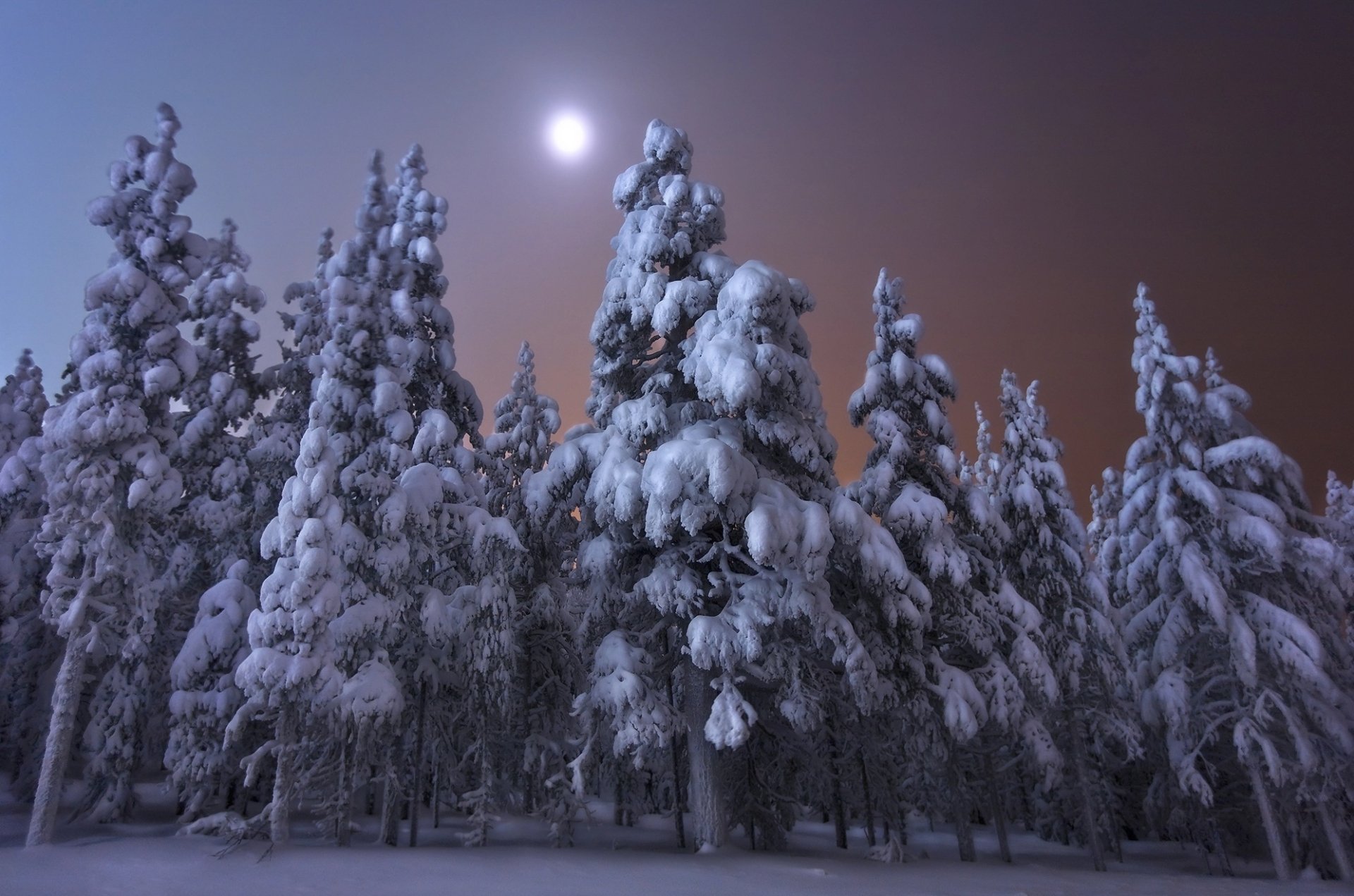 Download Full Moon Night Snow Forest Nature Winter HD Wallpaper