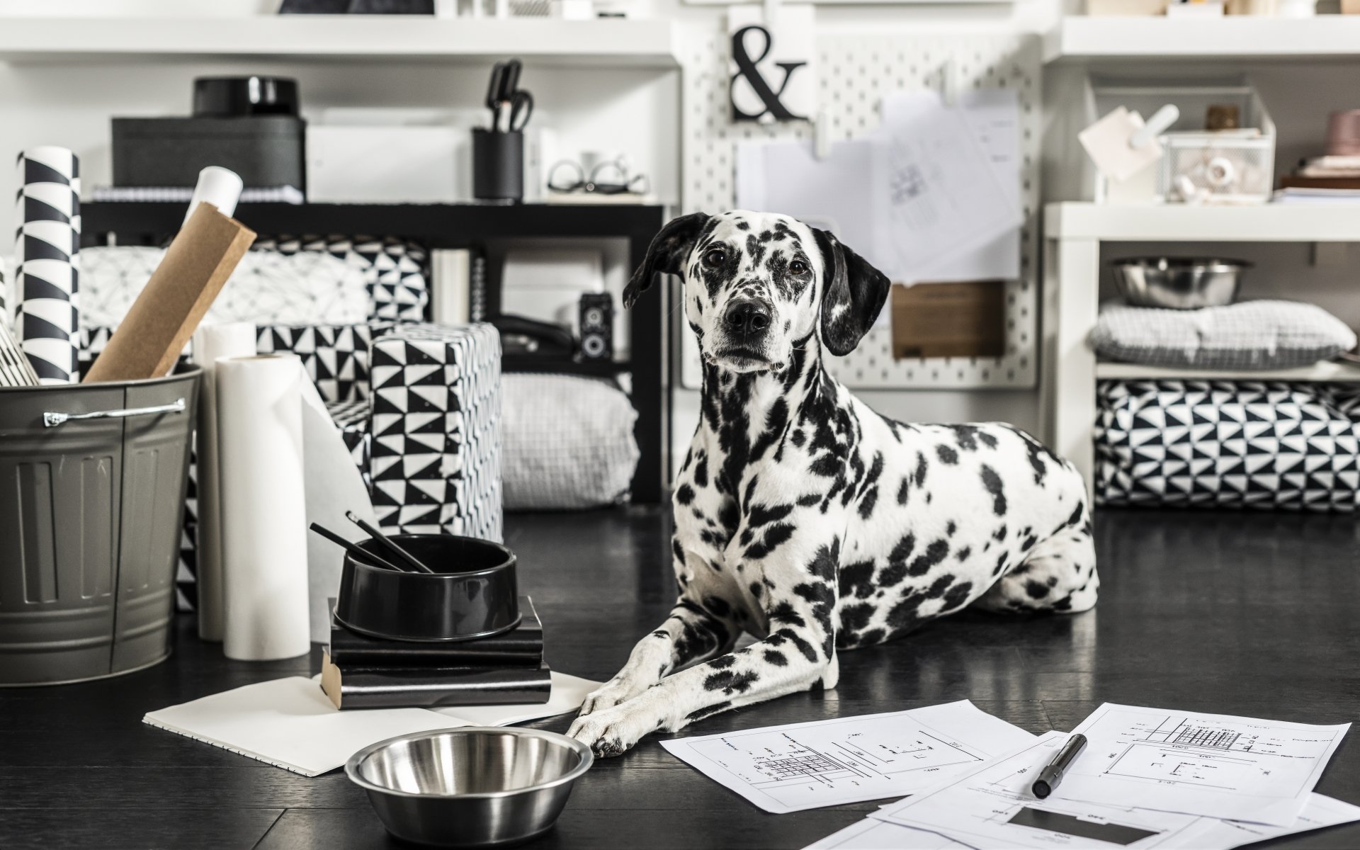 Download Dog Animal Dalmatian 8k Ultra HD Wallpaper