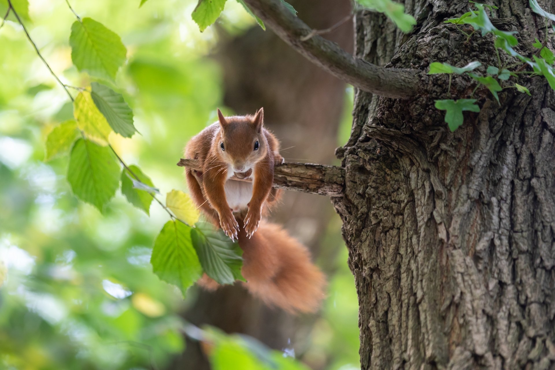 Download Rodent Animal Squirrel 4k Ultra HD Wallpaper