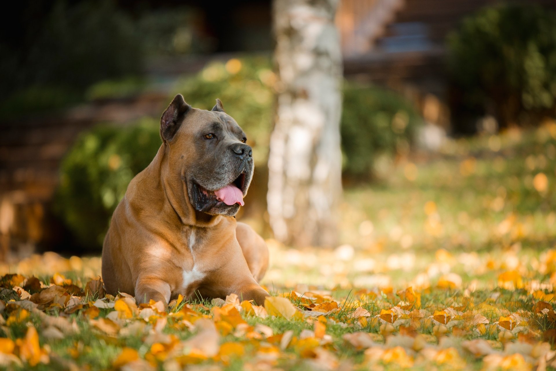 Download Depth Of Field Dog Animal Cane Corso HD Wallpaper