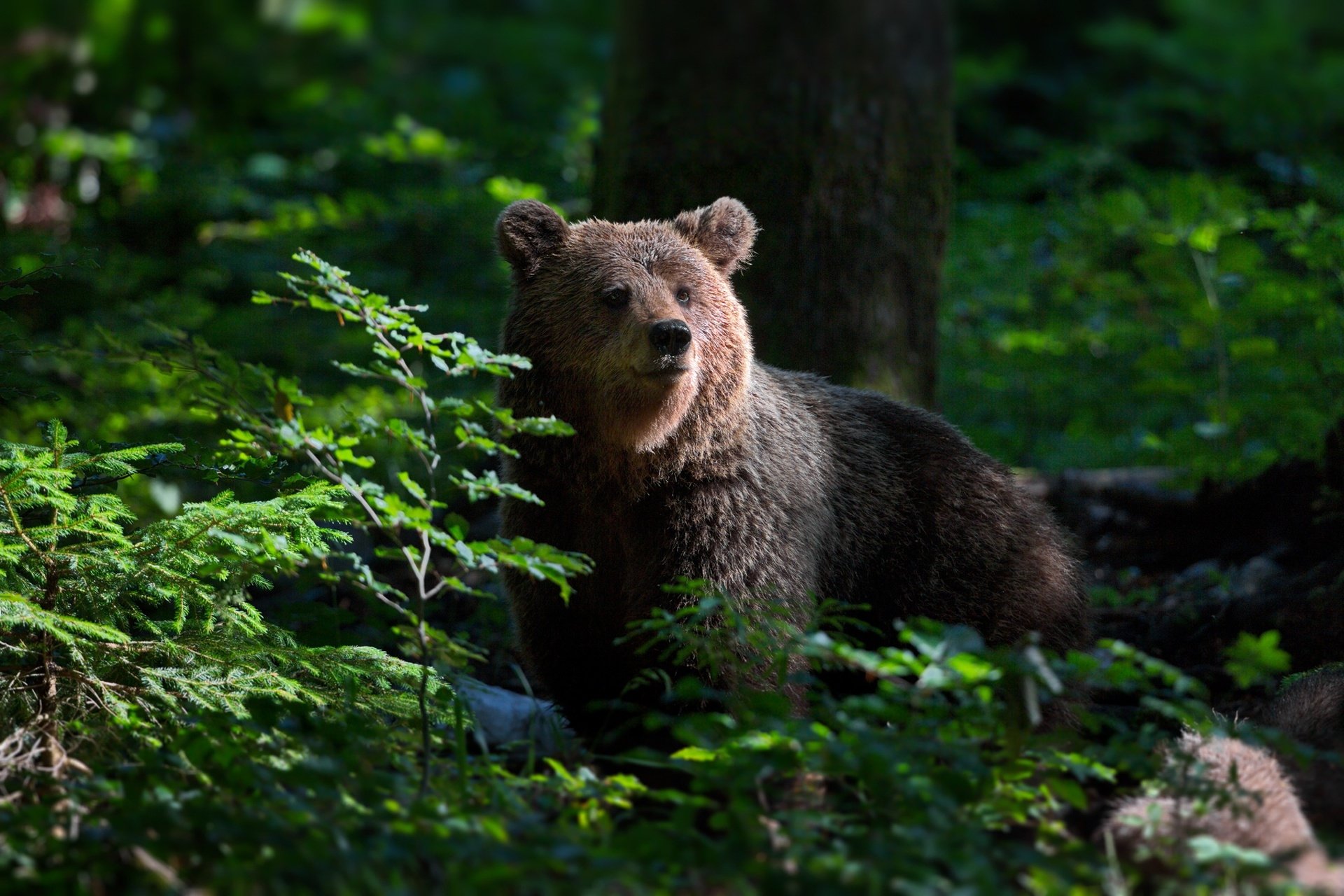 Download Animal Bear HD Wallpaper by Alexander Perov