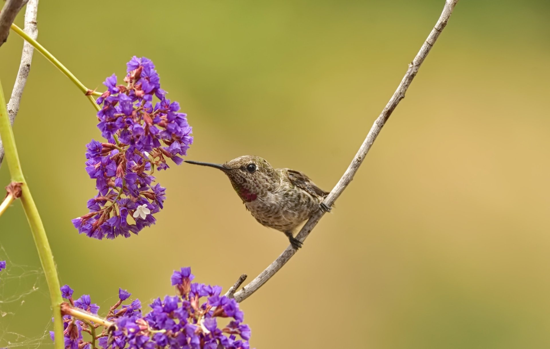 A hummingbird perched on a branch, feeding from vibrant purple flowers, captured in a detailed HD desktop wallpaper.