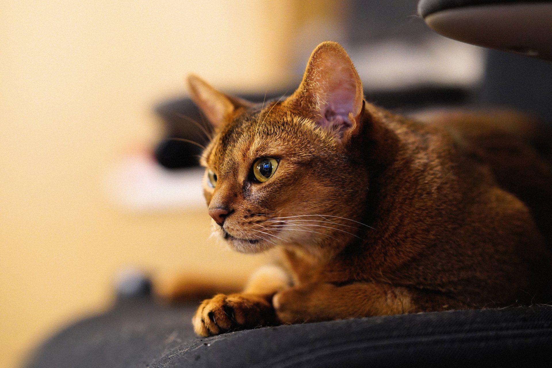 Download Abyssinian Cat Muzzle Animal Cat 4k Ultra HD Wallpaper