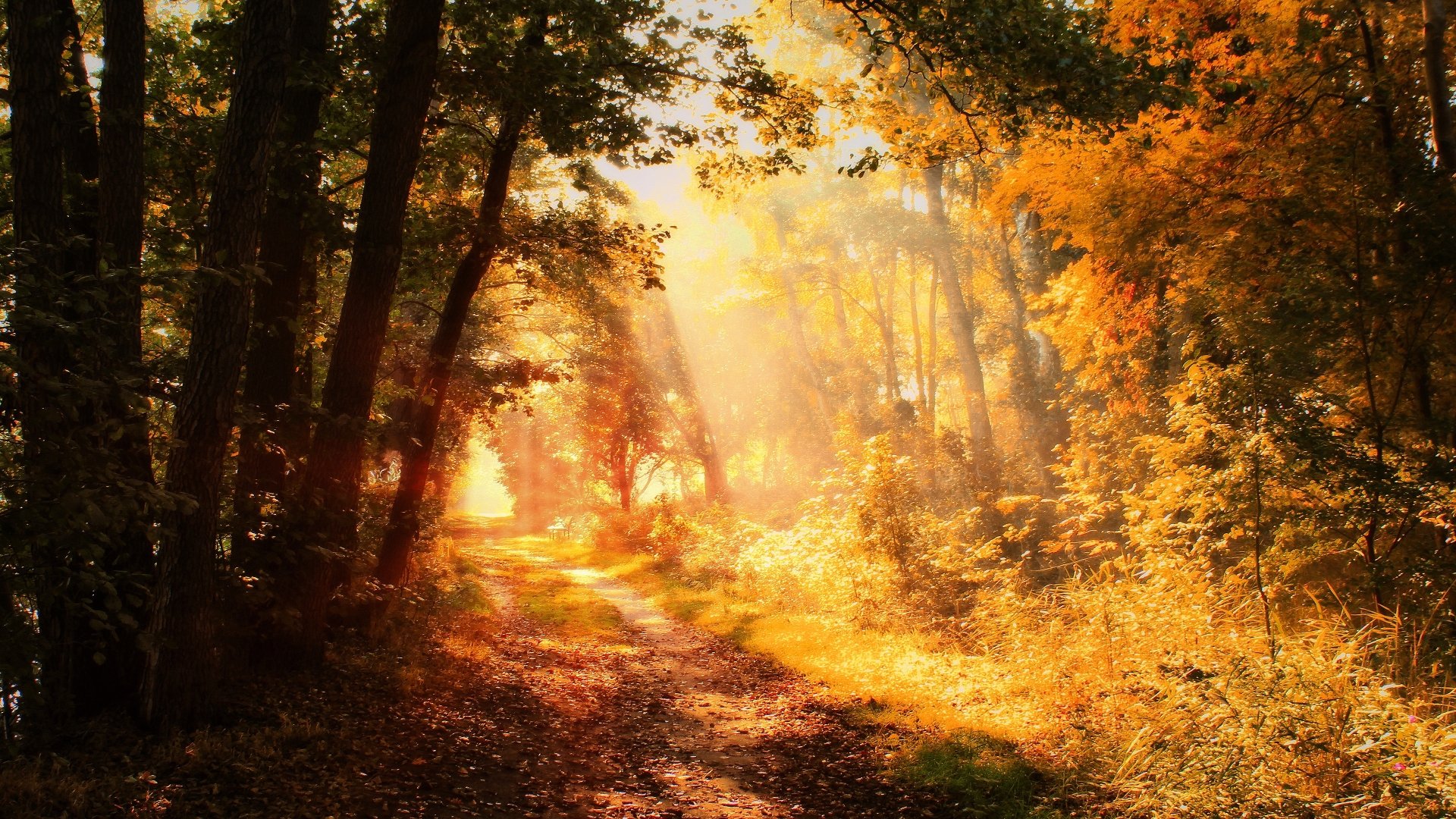 Download Sunbeam Fall Nature Path 4k Ultra HD Wallpaper