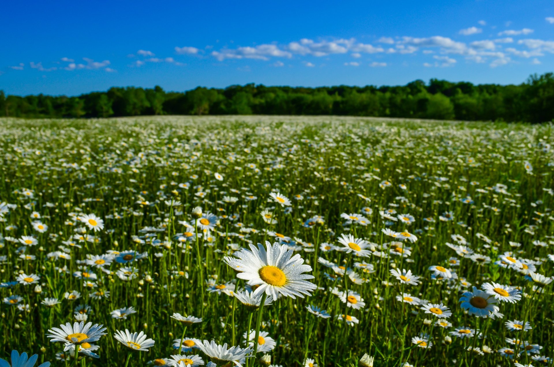 Download Flower Meadow Nature Summer Chamomile 4k Ultra HD Wallpaper