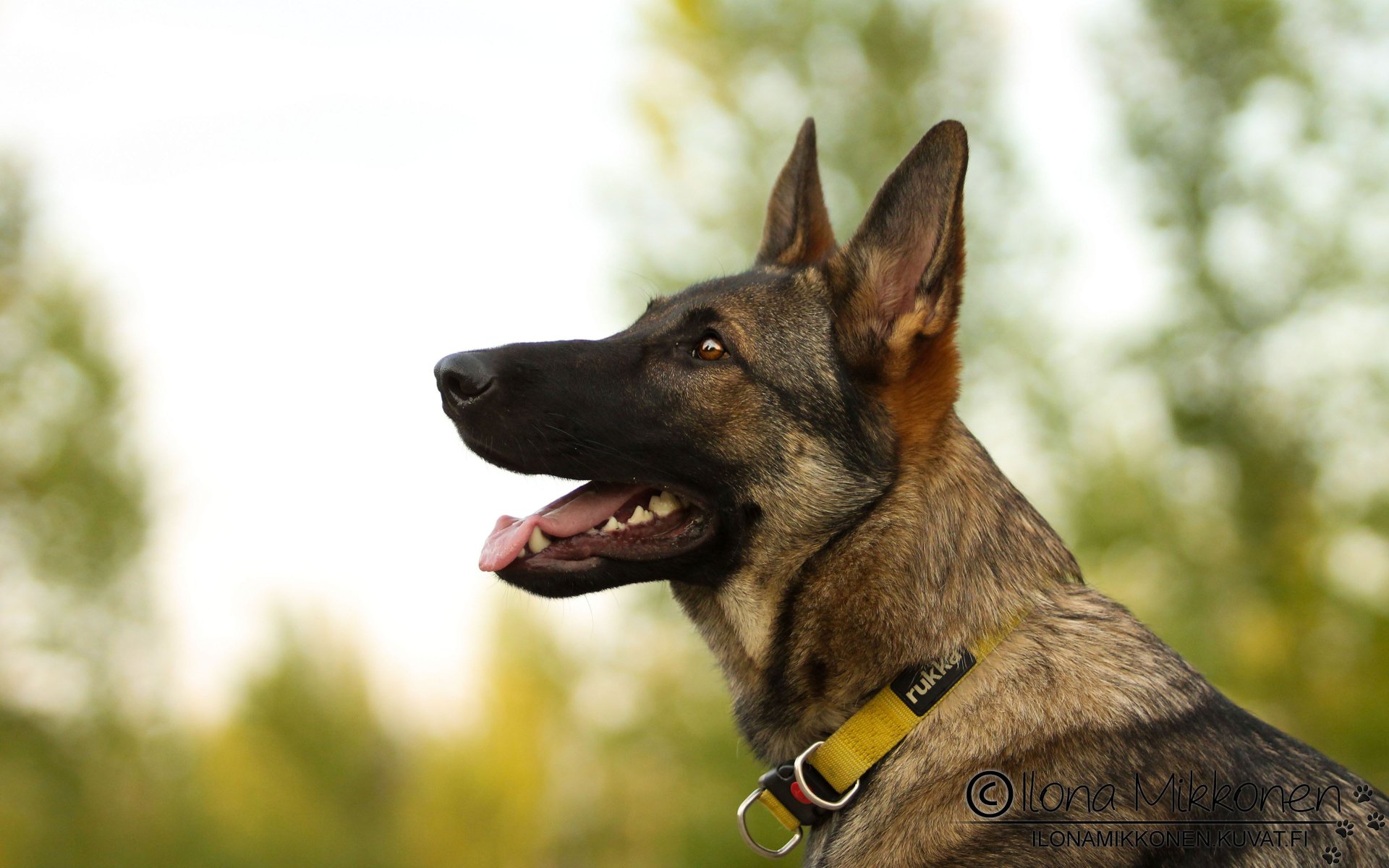 Download Dog Animal German Shepherd 4k Ultra HD Wallpaper by Ilona Mikkonen
