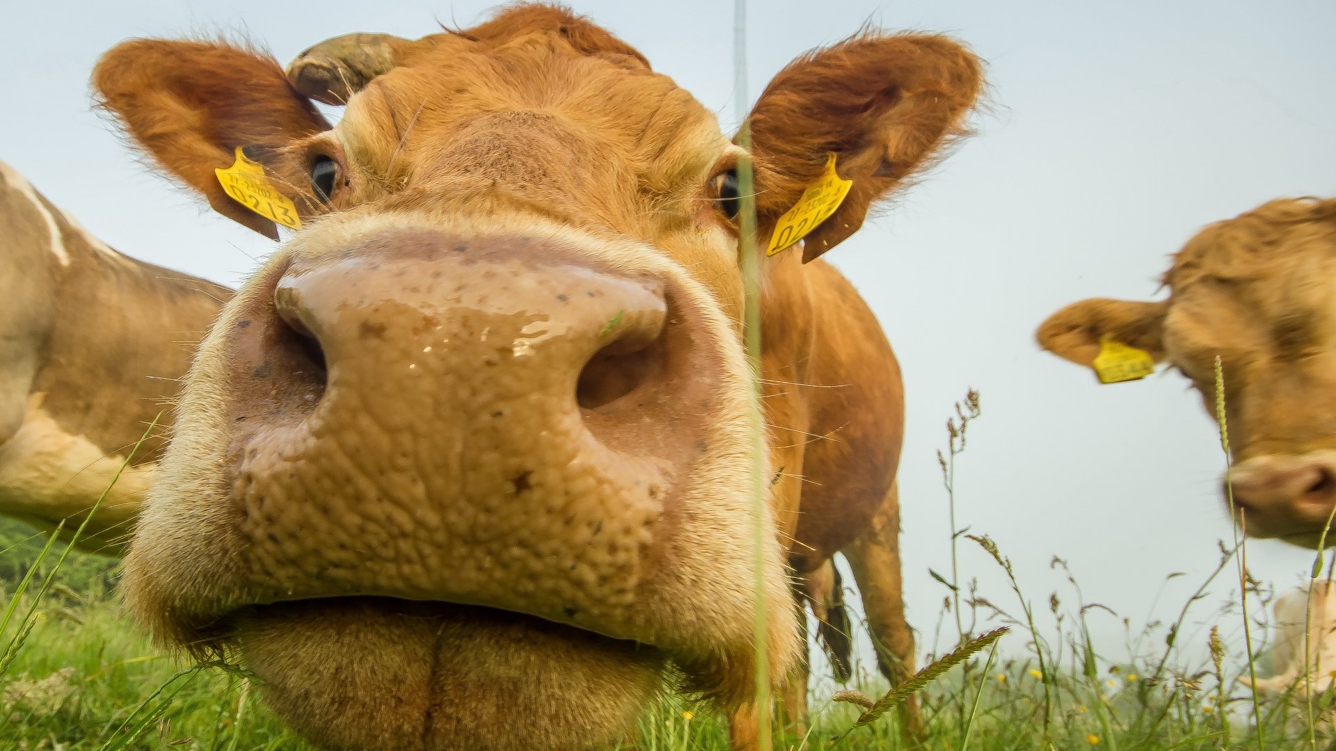 Download Close-up Animal Cow 4k Ultra HD Wallpaper