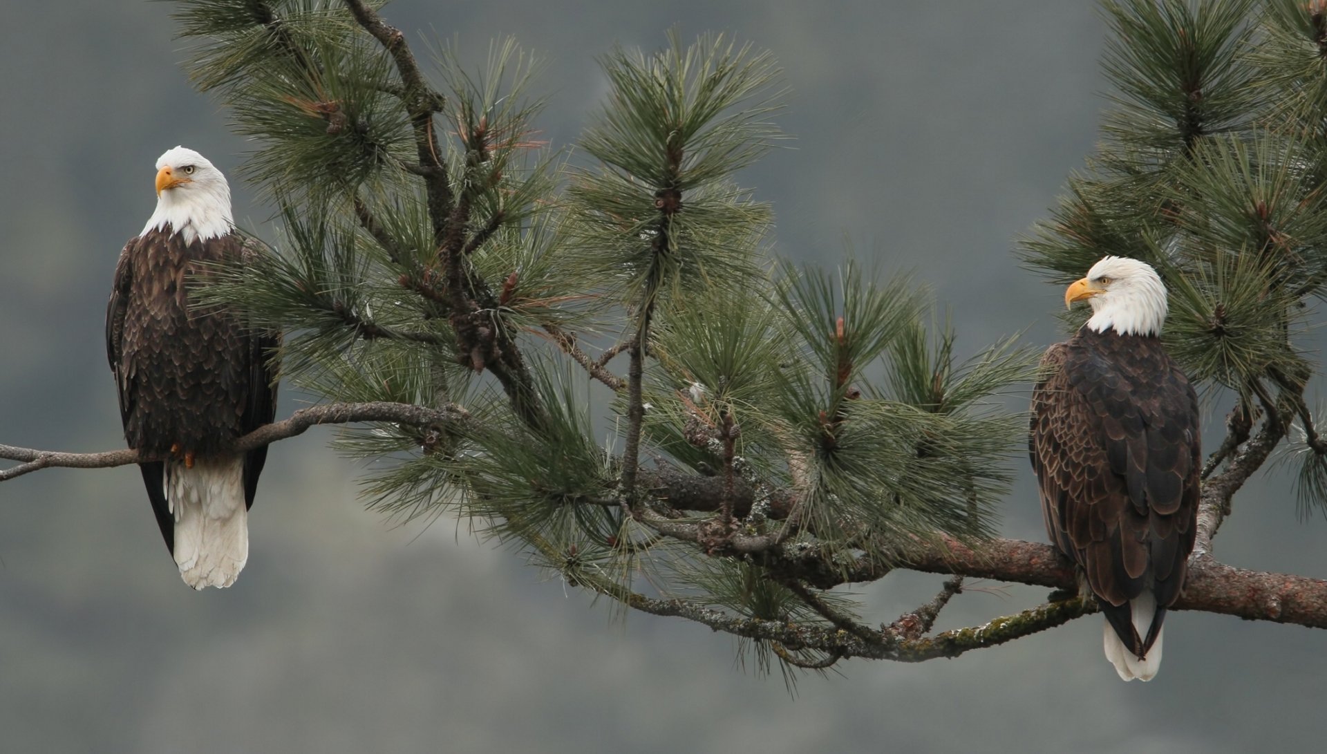 Majestic Bald Eagles On Pine Branch - HD Wallpaper