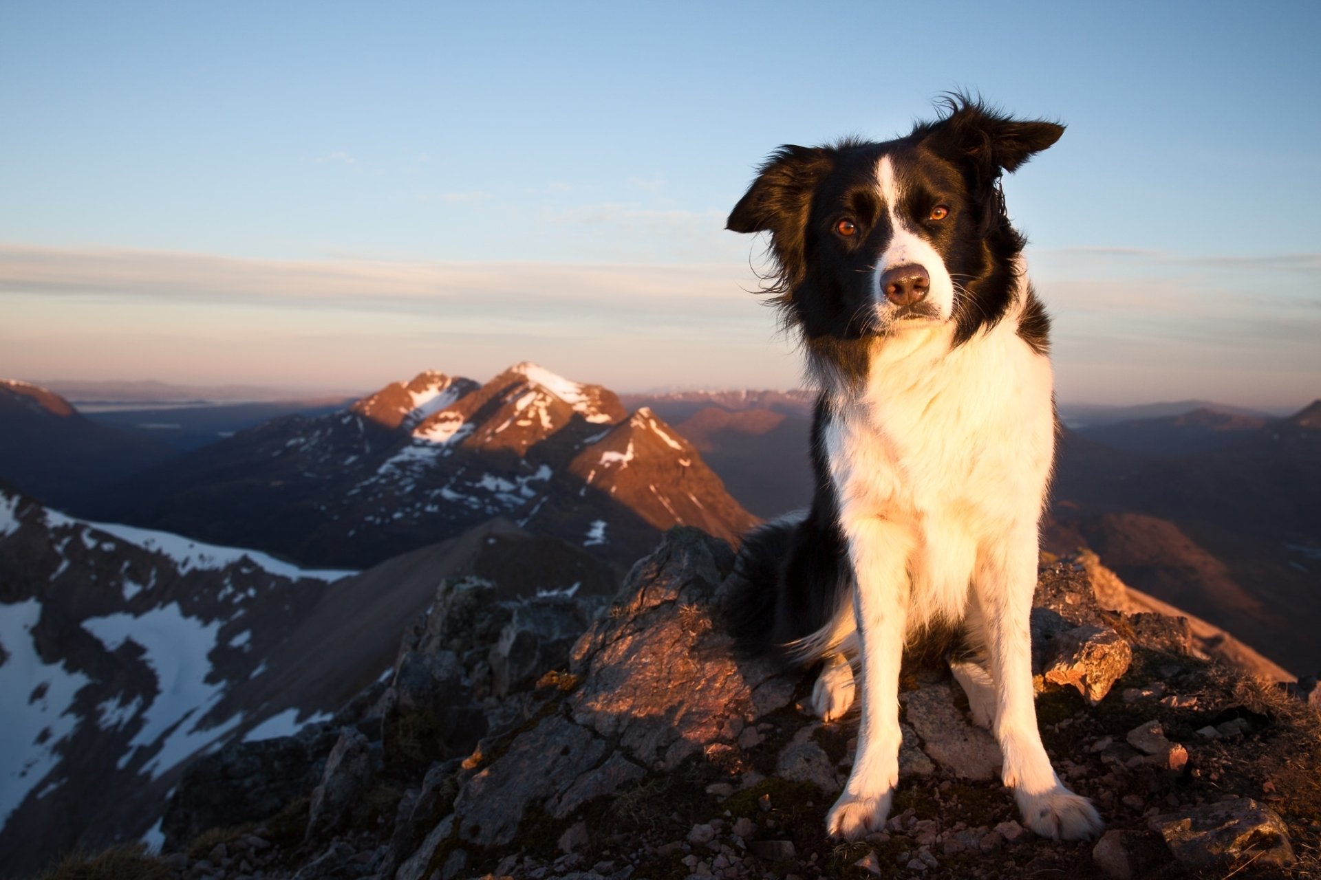 Animal Border Collie HD Wallpaper