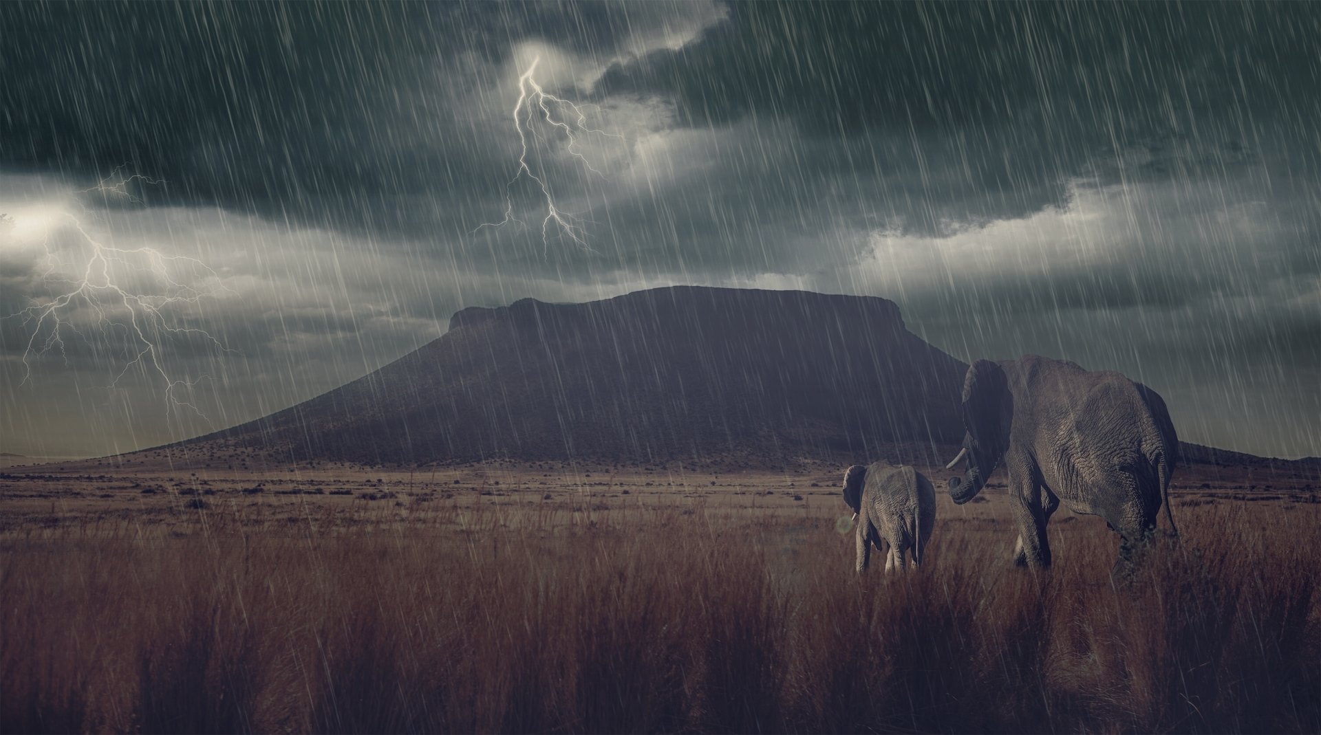 Download Baby Animal Savanna Mountain Lightning Rain Thunderstorm Animal African Bush Elephant HD Wallpaper