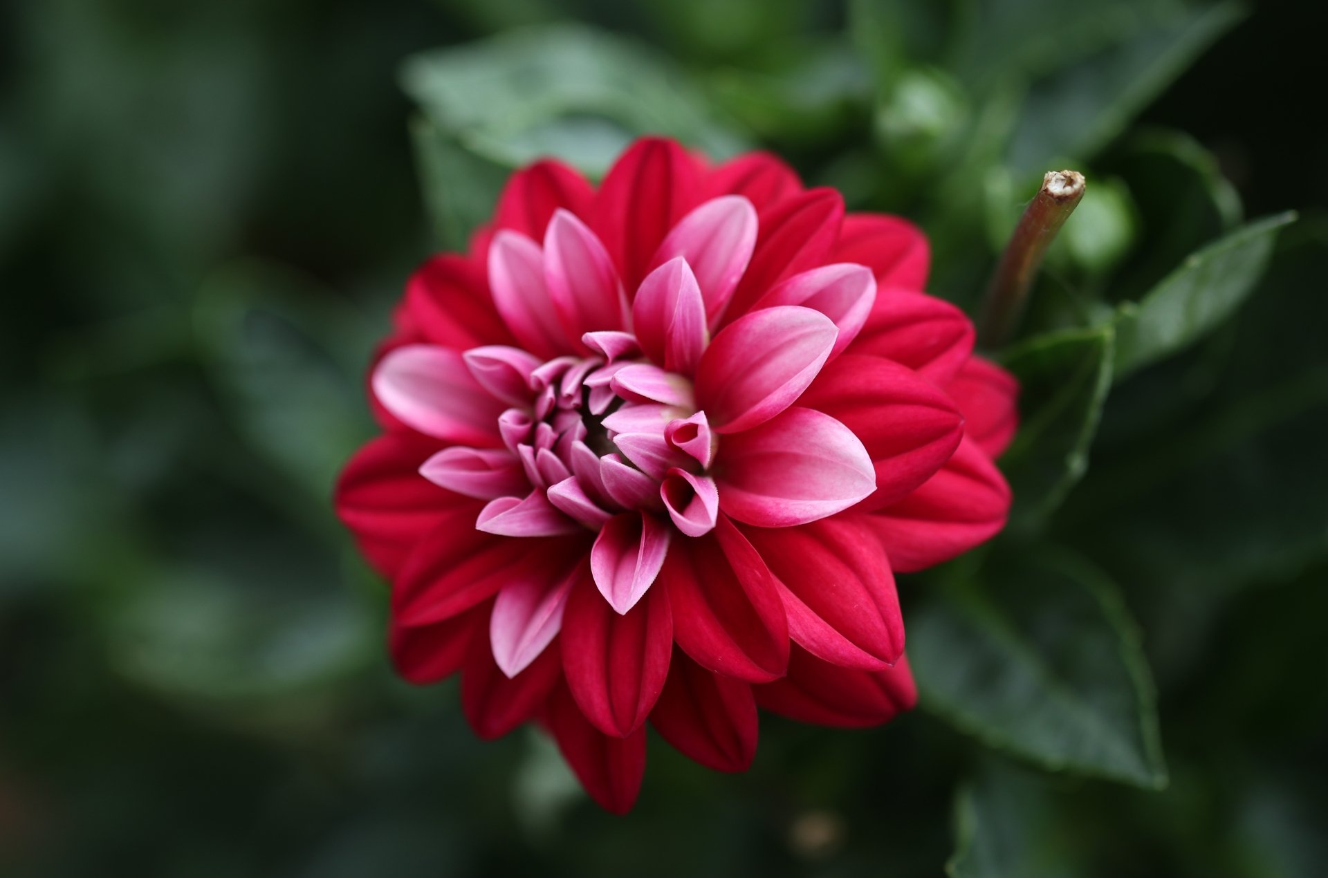 Download Flower Petal Close-up Nature Dahlia 4k Ultra HD Wallpaper