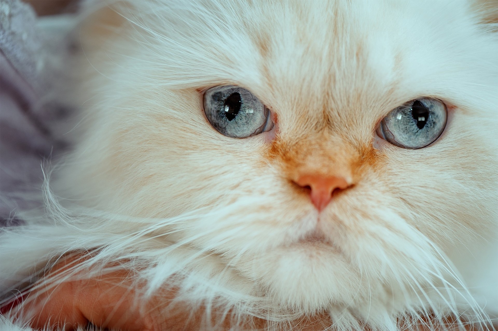 Close-up HD desktop wallpaper of a Himalayan cat's face with striking blue eyes and creamy fur, capturing the delicate details of this beautiful animal.