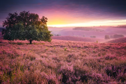 A vibrant HD desktop wallpaper featuring a heather-covered field at sunrise, with a solitary tree standing amidst the natural landscape.