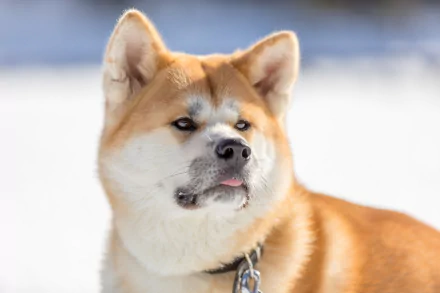 muzzle dog Animal akita HD Desktop Wallpaper | Background Image