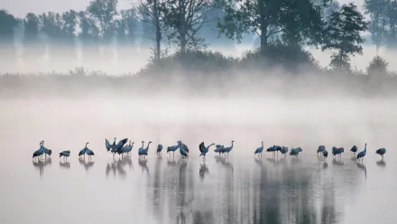 A flock of cranes stands in shallow water surrounded by dense fog, creating a serene and misty HD desktop wallpaper featuring birds and natural ambiance.