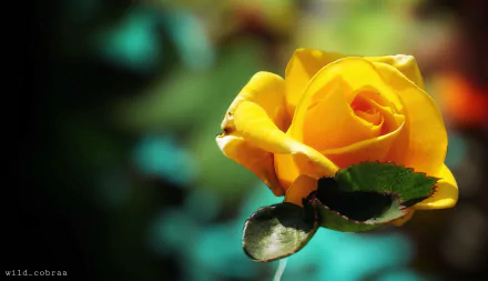 yellow rose flower nature rose HD Desktop Wallpaper | Background Image