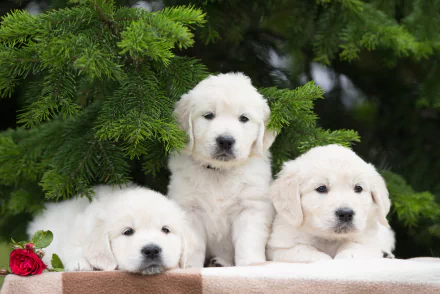 Three golden retriever puppies rest under lush fir branches, with a single red rose beside them in this 4K Ultra HD desktop wallpaper.