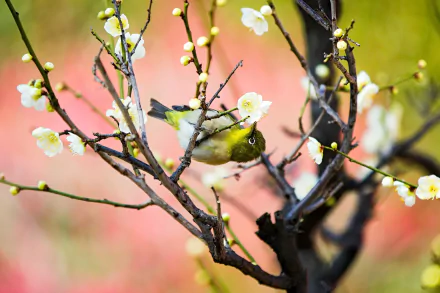 bird Animal Japanese white-eye HD Desktop Wallpaper | Background Image