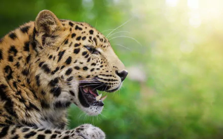 profile amur leopard Animal leopard HD Desktop Wallpaper | Background Image