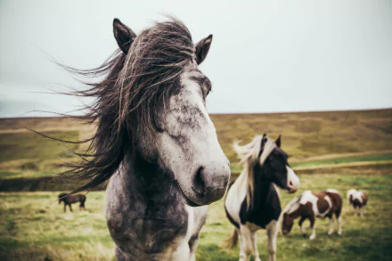 Animal horse HD Desktop Wallpaper | Background Image