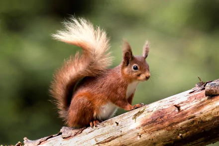 rodent log Animal squirrel HD Desktop Wallpaper | Background Image