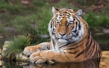 amur tiger water Animal tiger HD Desktop Wallpaper | Background Image