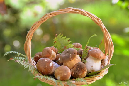 basket nature mushroom HD Desktop Wallpaper | Background Image