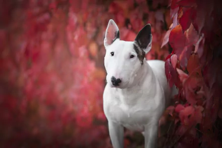 dog Animal bull terrier HD Desktop Wallpaper | Background Image