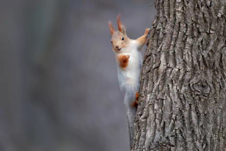 trunk rodent Animal squirrel HD Desktop Wallpaper | Background Image