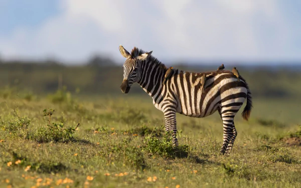 4K Ultra HD PC desktop wallpaper showing a zebra (animal) standing on sunlit grassland, black-and-white stripes against a blurred savanna horizon.