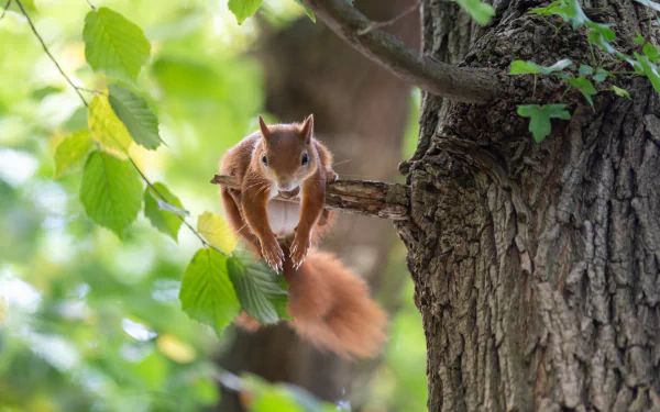 A red squirrel, a small rodent, leaps from a tree branch in a vibrant forest setting, captured in stunning 4K Ultra HD detail as a PC desktop wallpaper.