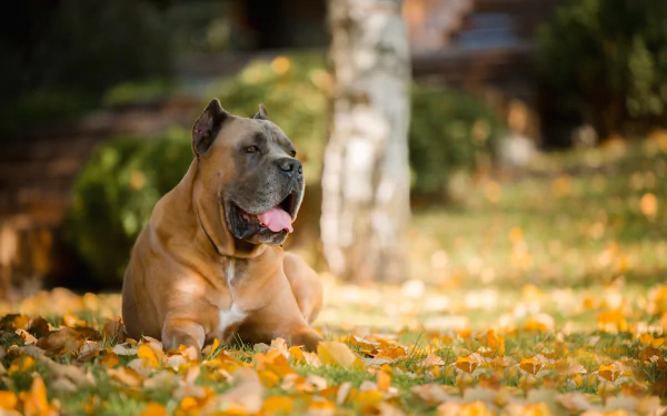 depth of field dog Animal Cane Corso HD Desktop Wallpaper | Background Image