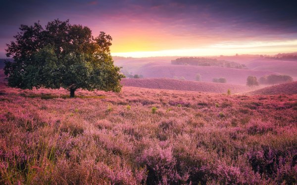 Earth Tree Trees Nature Landscape Field Heather HD Wallpaper | Background Image