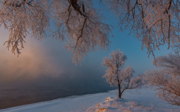 Earth Winter Frost Snow Tree Russia HD Wallpaper | Background Image