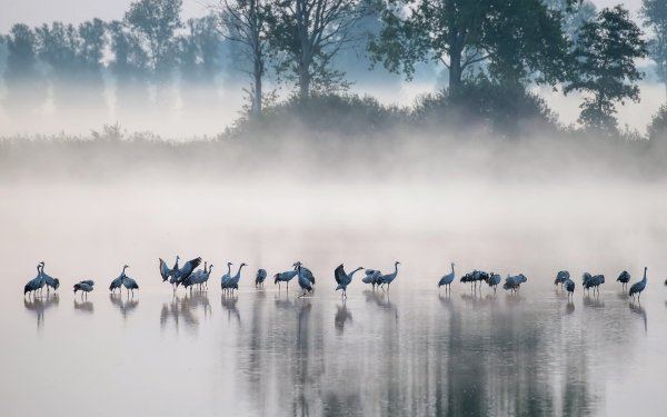Animal Crane Birds Cranes Fog Common Crane HD Wallpaper | Background Image
