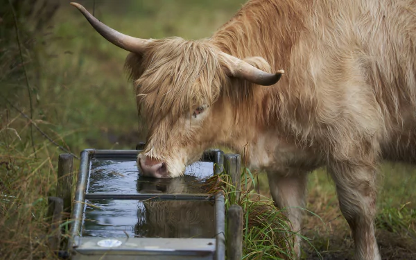 Shaggy cow drinking from a metal trough in a grassy field — 4K Ultra HD PC desktop wallpaper and background.
