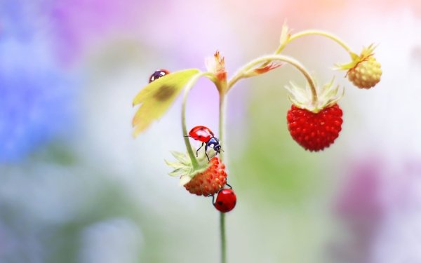 Animal Ladybug Macro Insect Berry Strawberry HD Wallpaper | Background Image