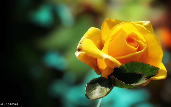 yellow rose flower nature rose HD Desktop Wallpaper | Background Image