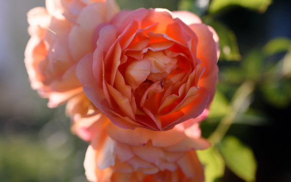 Earth Rose Flowers Macro Pink Rose Flower HD Wallpaper | Background Image