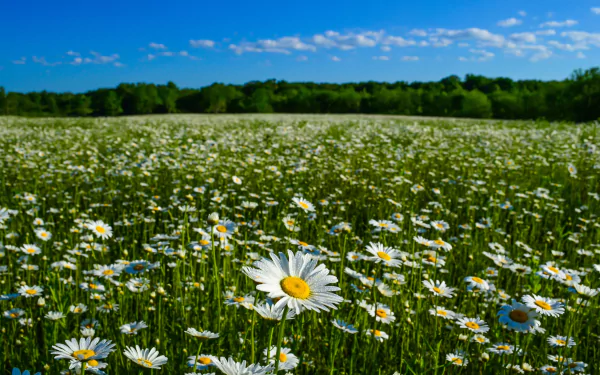 flower meadow nature summer chamomile HD Desktop Wallpaper | Background Image