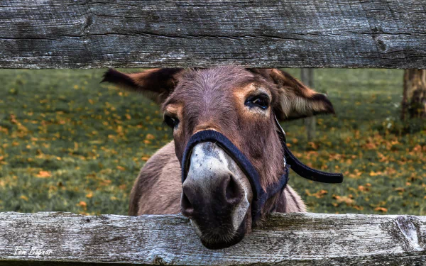 Animal donkey HD Desktop Wallpaper | Background Image