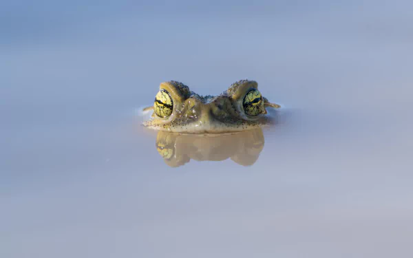 amphibian Animal frog HD Desktop Wallpaper | Background Image