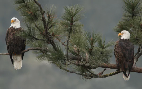 HD desktop wallpaper featuring two bald eagles perched on a pine branch against a blurred natural background.