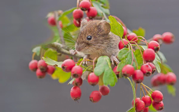 vole branch berry macro Animal rodent HD Desktop Wallpaper | Background Image