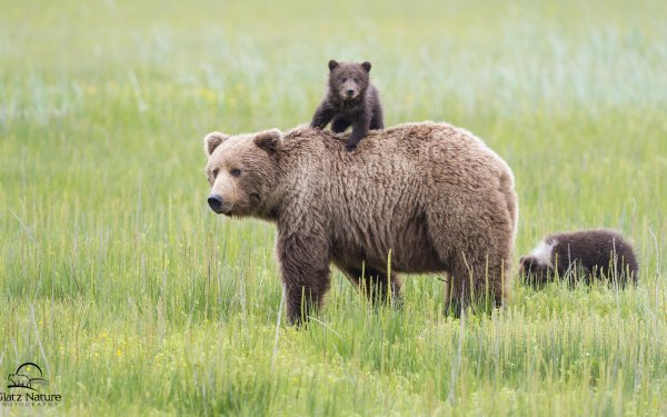 Animal Bear Bears Alaska Meadow Cub HD Wallpaper | Background Image
