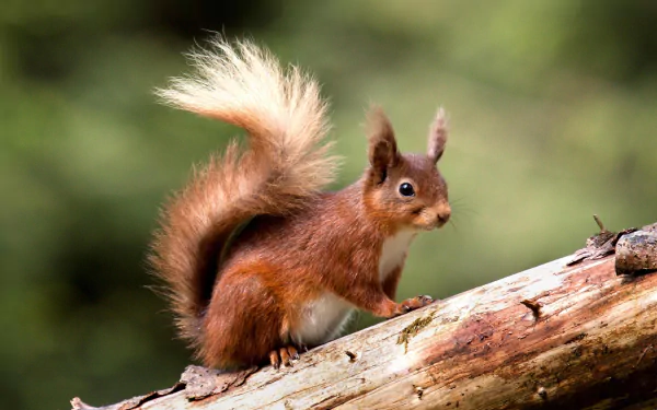 rodent log Animal squirrel HD Desktop Wallpaper | Background Image