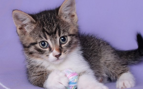 Animal Cat Cats Kitten HD Wallpaper | Background Image