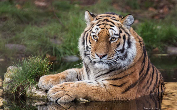 amur tiger water Animal tiger HD Desktop Wallpaper | Background Image