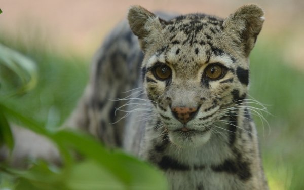 Animal Clouded Leopard Cats Leopard Wildlife HD Wallpaper | Background Image