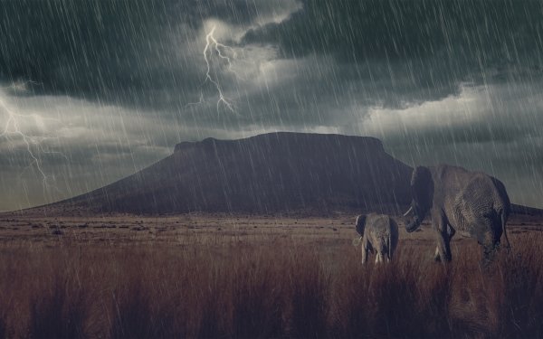 Animal African bush elephant Elephants Thunderstorm Rain Lightning Mountain Savannah Baby Animal HD Wallpaper | Background Image